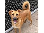 Adopt Raoul a Tan/Yellow/Fawn Mixed Breed (Medium) / Mixed dog in Charleston