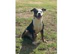 Adopt Fresh prince a Mixed Breed (Medium) / Mixed dog in Pine Bluff