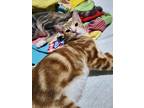 Adopt Flair a Orange or Red Domestic Shorthair cat in Modesto, CA (38987847)