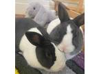 Adopt Christian and Alora M/F pair a Dutch / Mixed (short coat) rabbit in Scotts