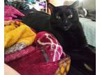 Adopt King a All Black Domestic Shorthair / Mixed (short coat) cat in