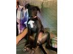 Adopt Cocoa a Black - with White Pit Bull Terrier / Labrador Retriever dog in