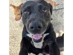 Adopt Padme a Black Labrador Retriever / Mixed dog in Auburn, AL (39002602)