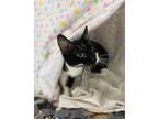 Adopt Aries a Domestic Shorthair / Mixed (short coat) cat in Grand Forks
