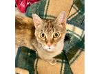 Adopt Sapphire IL a Domestic Shorthair / Mixed (short coat) cat in Fort Lupton