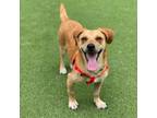 Adopt Shorty a Red/Golden/Orange/Chestnut Labrador Retriever / Beagle / Mixed