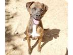 Adopt CHARLOTTE a Brindle - with White Boxer / Mixed dog in Albuquerque
