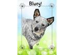 Adopt Bluey a Australian Cattle Dog / Blue Heeler, Mixed Breed