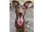 Adopt Nate a Brown/Chocolate Shepherd (Unknown Type) / Mixed dog in San Antonio