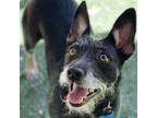 Adopt Bree a Black Mixed Breed (Small) / Mixed dog in Pleasanton, CA (38904495)