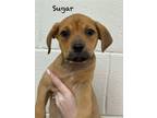 Adopt Sugar a Rottweiler