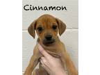 Adopt Cinnamon a Rottweiler