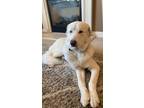 Adopt Kingston Cornelius a White Great Pyrenees / Mixed dog in Gold River