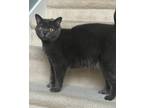 Adopt Trudi a Gray or Blue Domestic Shorthair / Mixed (short coat) cat in