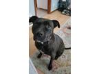 Adopt Harley a Brown/Chocolate - with White American Pit Bull Terrier / Labrador
