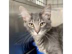 Adopt Paddy a Gray or Blue Domestic Mediumhair / Mixed cat in South Haven