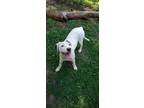 Adopt Pepper a White Hound (Unknown Type) / Pointer / Mixed dog in Rock Hill
