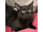 Adopt Tobias a All Black Domestic Shorthair / Mixed cat in Merriam