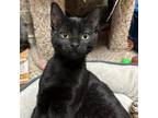 Adopt Titus a Gray or Blue Domestic Shorthair / Mixed cat in Merriam