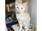 Adopt Pippa a Tan or Fawn Tabby Domestic Shorthair / Mixed cat in St.