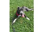 Adopt Stranger a Black - with White American Pit Bull Terrier / Mixed dog in