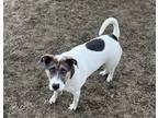 Adopt Charlie a White - with Black Border Terrier / Fox Terrier (Smooth) / Mixed