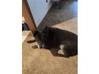 Adopt Toby a Black German Shepherd Dog / Labrador Retriever / Mixed dog in