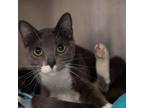 Adopt Eloise a Gray or Blue Domestic Shorthair / Mixed cat in Salt Lake City