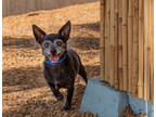Adopt Travis a Black Terrier (Unknown Type, Small) / Mixed dog in Palm Springs