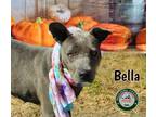 Adopt 23-08-2594b Bella a Pit Bull Terrier / Mixed dog in Dallas, GA (39060922)