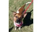 Adopt Mia a Jack Russell Terrier / Australian Cattle Dog / Mixed dog in Tool