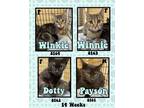 Adopt Dotty-Love a All Black Domestic Shorthair (short coat) cat in Asheville