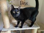 Adopt Binx (& Jasper) a All Black Domestic Shorthair (short coat) cat in