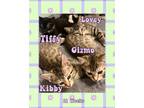 Adopt Tibby a Black & White or Tuxedo Domestic Shorthair (short coat) cat in