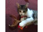 Adopt Babette a White Domestic Shorthair / Mixed cat in Irwin, PA (38874592)