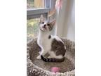Adopt Uno a Spotted Tabby/Leopard Spotted Domestic Shorthair (short coat) cat in