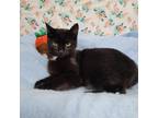 Adopt Eeyore a All Black Domestic Shorthair / Mixed cat in Garden, KS (39047000)