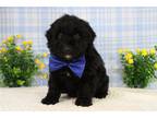 Aussiedoodle Puppy for sale in Kansas City, MO, USA