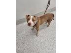 Adopt Ayla a Pit Bull Terrier, Mixed Breed