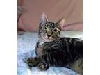Adopt Tarnedo a Brown Tabby Domestic Mediumhair / Mixed (medium coat) cat in
