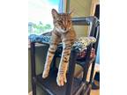 Adopt Mateo a Domestic Shorthair / Mixed (short coat) cat in Fort Myers