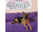 Adopt Lola a Black German Shepherd Dog / Mixed dog in North Las Vegas