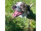 Adopt Garth a Brindle Mixed Breed (Medium) / Mixed dog in Bedford, PA (39011467)