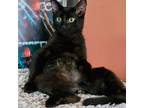 Adopt Pugsley a All Black Domestic Shorthair / Mixed cat in Brighton