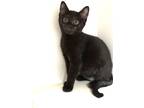 Adopt Tris a All Black Domestic Shorthair / Domestic Shorthair / Mixed cat in