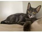 Adopt Blue Bell a Domestic Shorthair / Mixed (short coat) cat in Hyde Park
