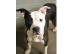 Adopt Mafia a Black American Pit Bull Terrier / Mixed dog in Bowling Green
