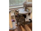 Adopt Snickers TB a Brown Tabby Domestic Shorthair / Mixed Breed (Medium) /