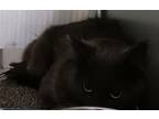 Adopt Barn Cat - Mensa a Gray or Blue Domestic Longhair / Domestic Shorthair /