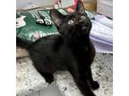 Adopt RoadRunner a All Black Domestic Shorthair / Mixed cat in LaGrange